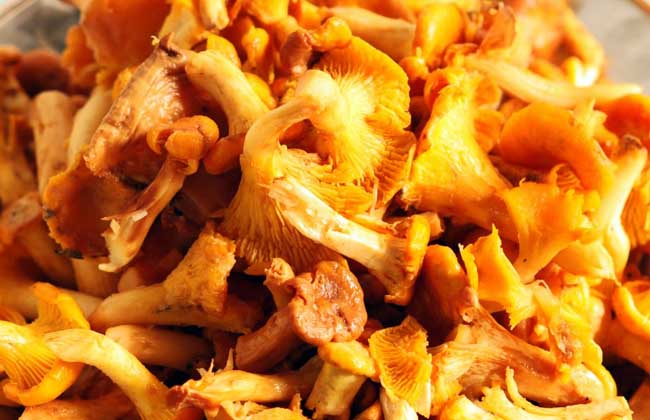 鸡油菌价格多少钱一斤