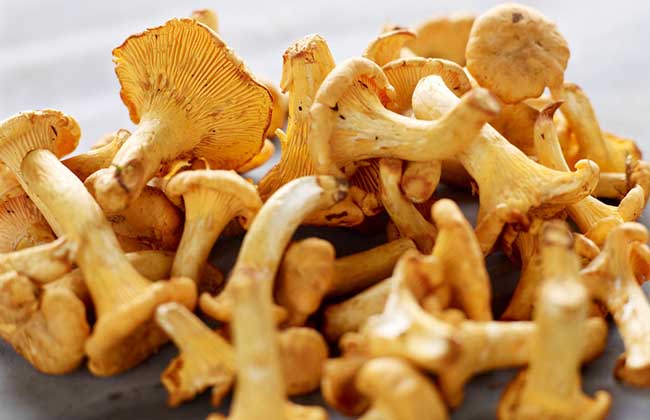 鸡油菌价格多少钱一斤