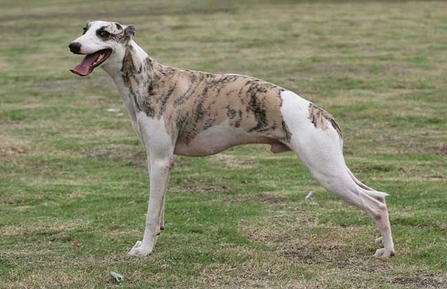 惠比特犬多少钱一只