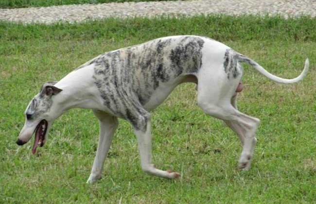惠比特犬多少钱一只