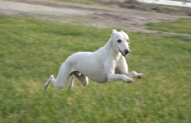 惠比特犬多少钱一只
