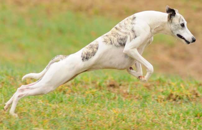 惠比特犬多少钱一只