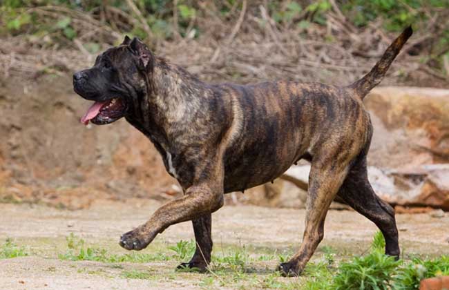 加纳利犬价格多少钱一只？