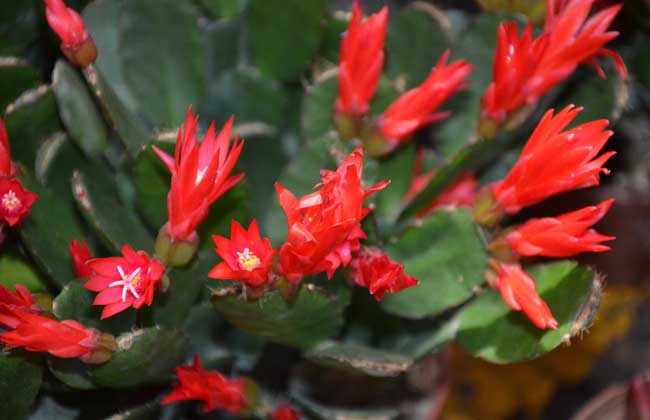 假昙花的养殖方法