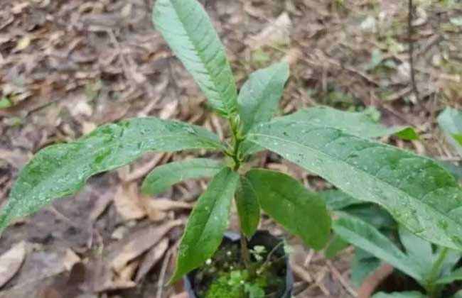 箭毒木产地