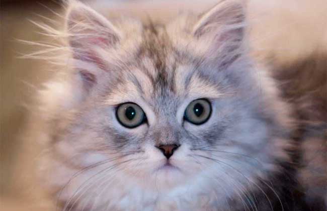 金吉拉猫多少钱一只