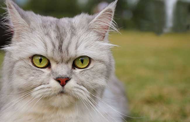 金吉拉猫多少钱一只
