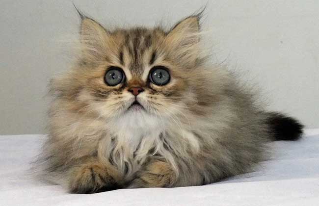 金吉拉猫多少钱一只