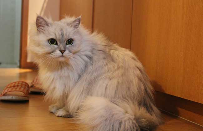 金吉拉猫多少钱一只
