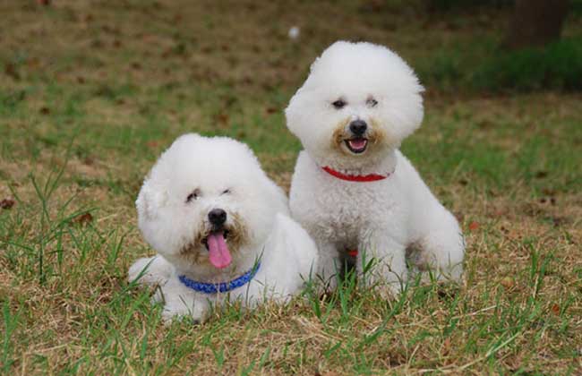 卷毛比雄犬多少钱一只