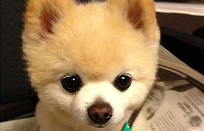 俊介犬多少钱一只