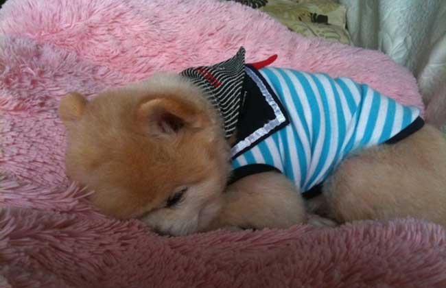 俊介犬多少钱一只