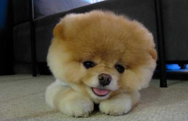 俊介犬多少钱一只