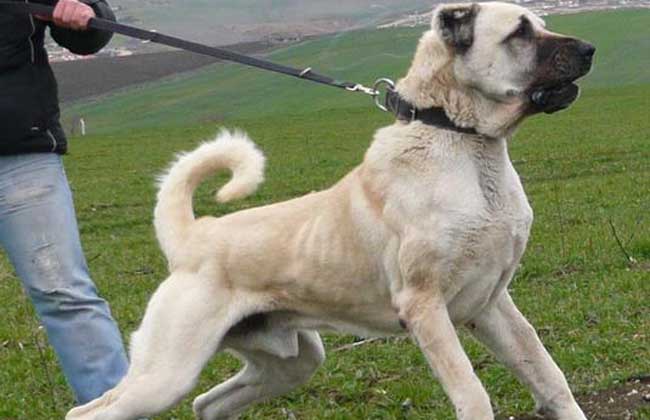 坎高犬多少钱一只