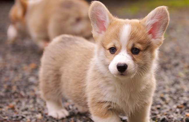 柯基犬多少钱一只