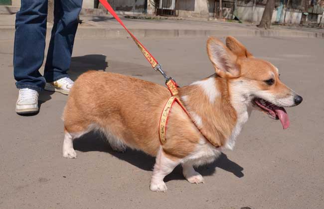 柯基犬多少钱一只