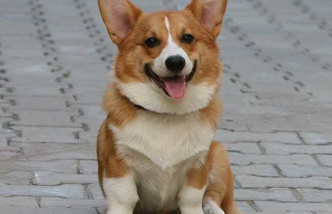柯基犬多少钱一只