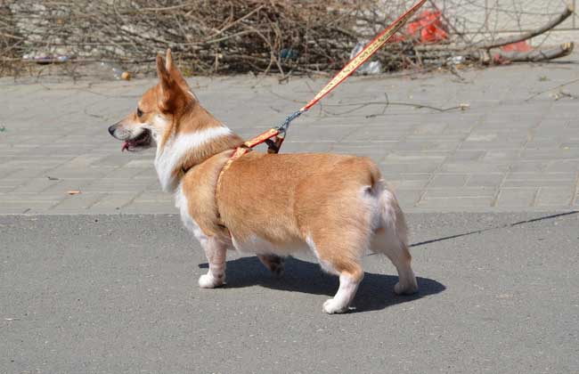 柯基犬好养吗
