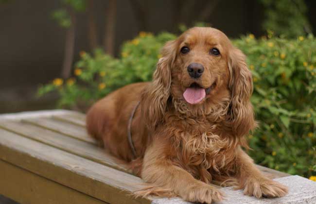 可卡犬多少钱一只
