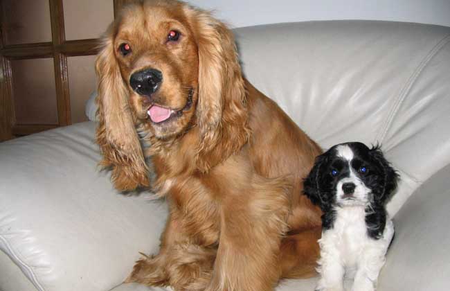 可卡犬多少钱一只
