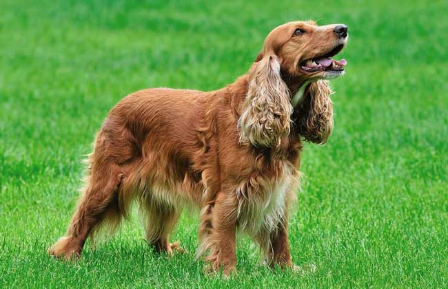 可卡犬多少钱一只