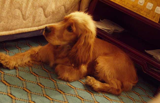 可卡犬多少钱一只