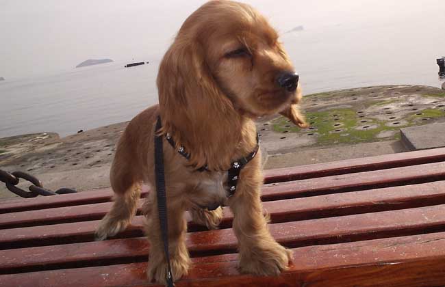 可卡犬怎么养