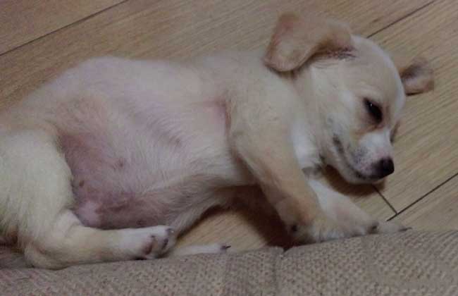 可卡犬怎么养