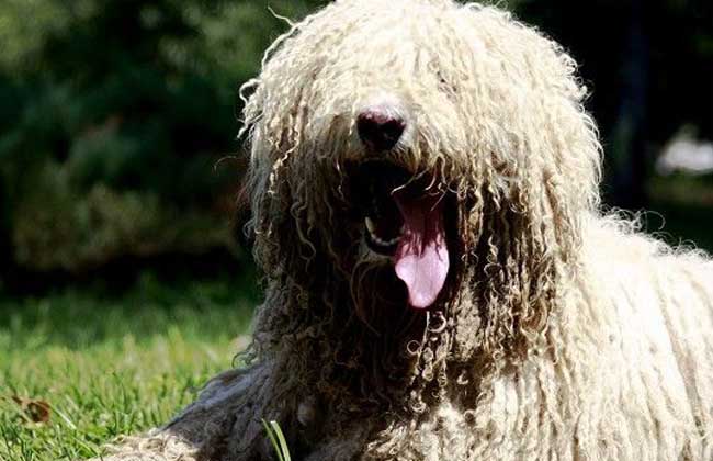 可蒙犬多少钱一只