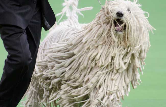 可蒙犬多少钱一只