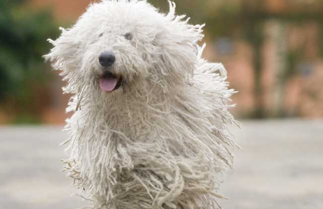 可蒙犬多少钱一只