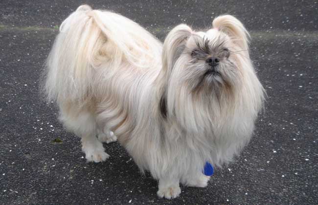 拉萨犬多少钱一只