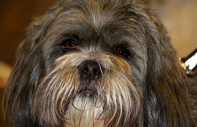 拉萨犬多少钱一只