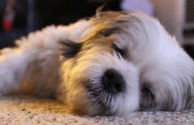 拉萨犬多少钱一只