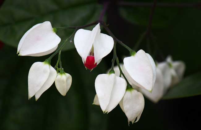 龙吐珠花怎么养
