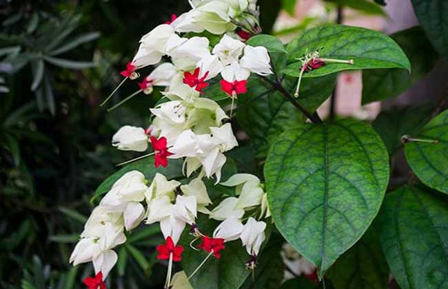 龙吐珠花怎么养