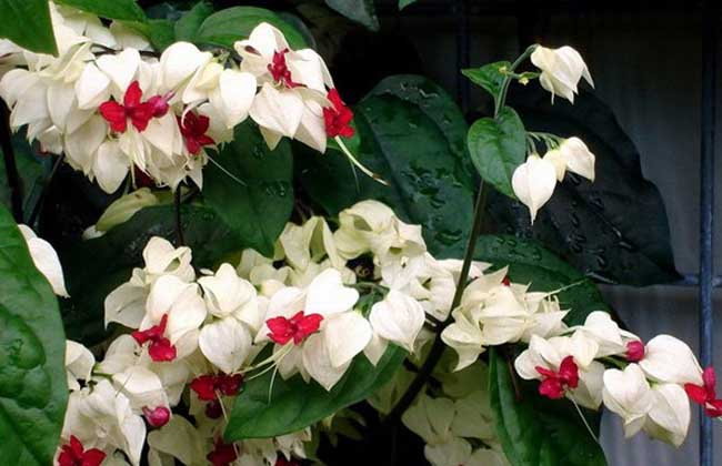 龙吐珠花怎么养