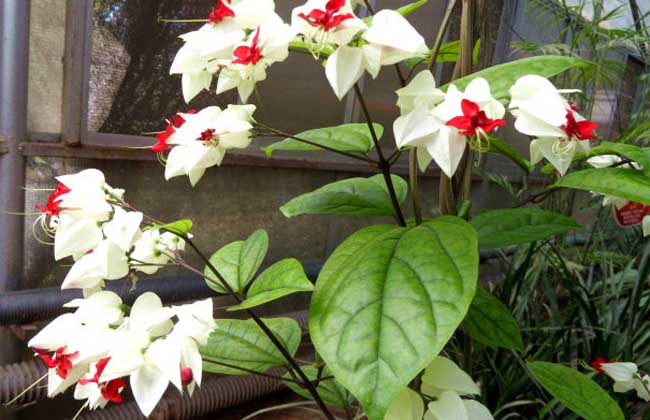 龙吐珠花怎么养