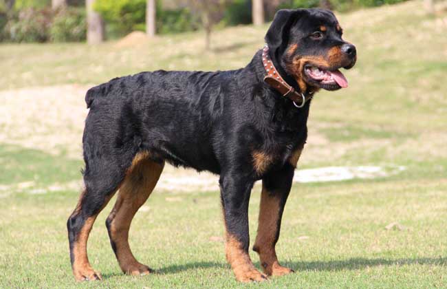 罗威纳犬价格多少钱？