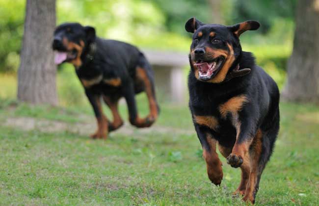 罗威纳犬价格多少钱