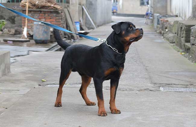 罗威纳犬价格多少钱