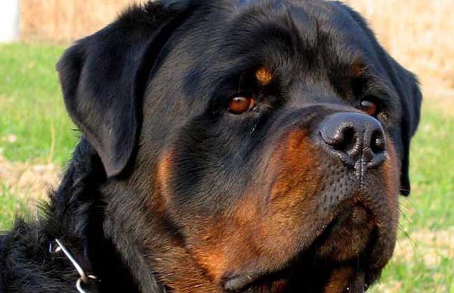 罗威纳犬吃什么狗粮？