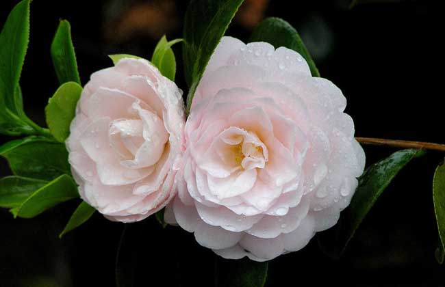 茶花怎么养