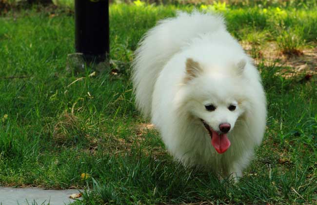 日本狐狸犬多少钱一只