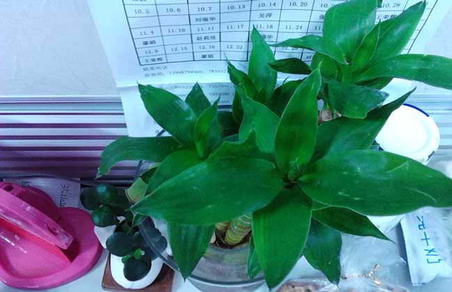 观音竹的养殖方法