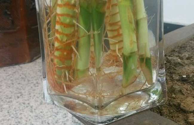 观音竹叶子发黄怎么办