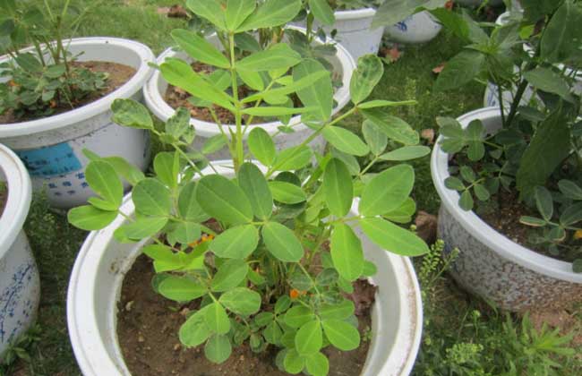 盆栽花生怎么种