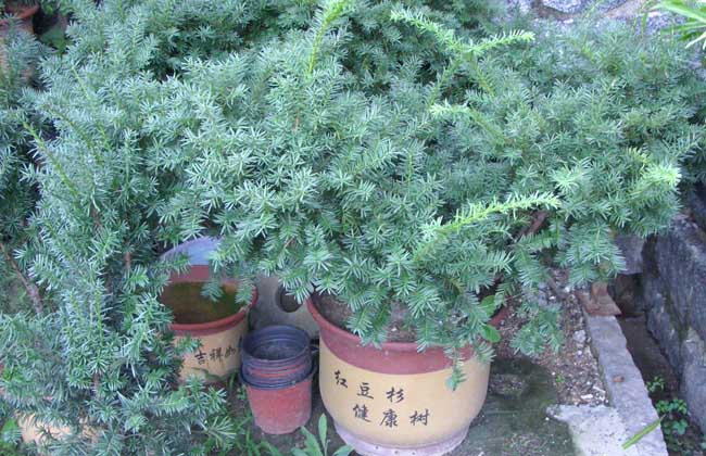 曼地亚红豆杉多少钱一棵