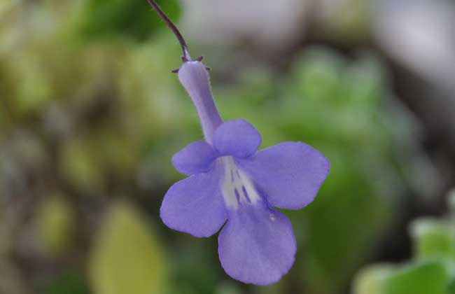 海豚花