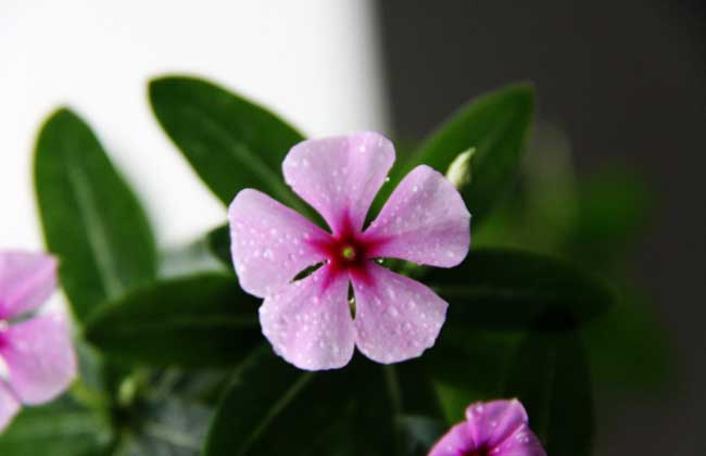 长春花